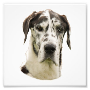 Harlequin Great Dane Portrait Photo Print