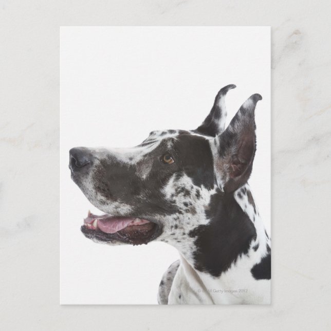 Harlequin Great Dane Postcard (Front)