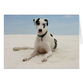 Harlequin Great Dane Puppy Dog Card - Verse (Front Horizontal)