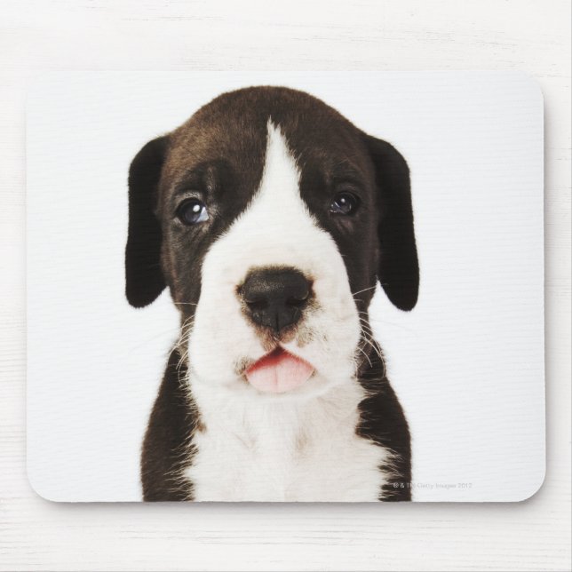 Harlequin Great Dane puppy on white background Mouse Pad (Front)