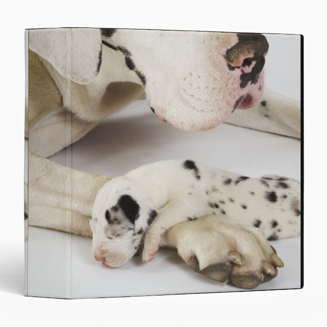 Harlequin Great Dane puppy sleeping on mother Binder (Front/Spine)
