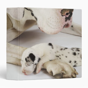 Harlequin Great Dane puppy sleeping on mother Binder