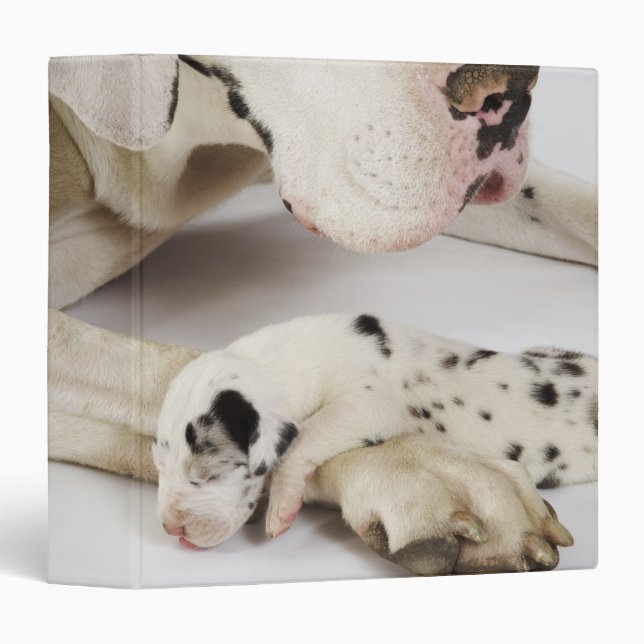Harlequin Great Dane puppy sleeping on mother Binder (Front/Spine)