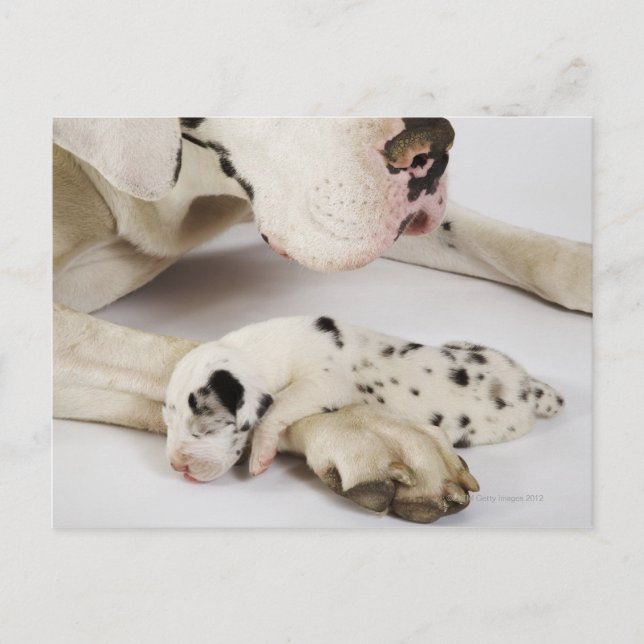 Harlequin Great Dane puppy sleeping on mother Postcard (Front)