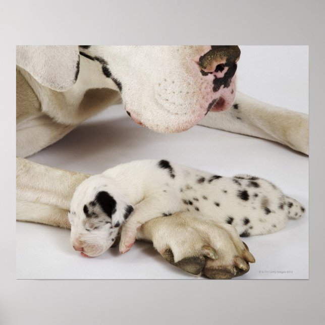 Harlequin Great Dane puppy sleeping on mother's Poster (Front)
