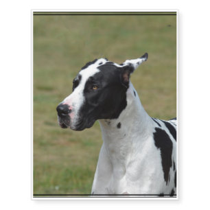 Harlequin Great Dane Temporary Tattoos
