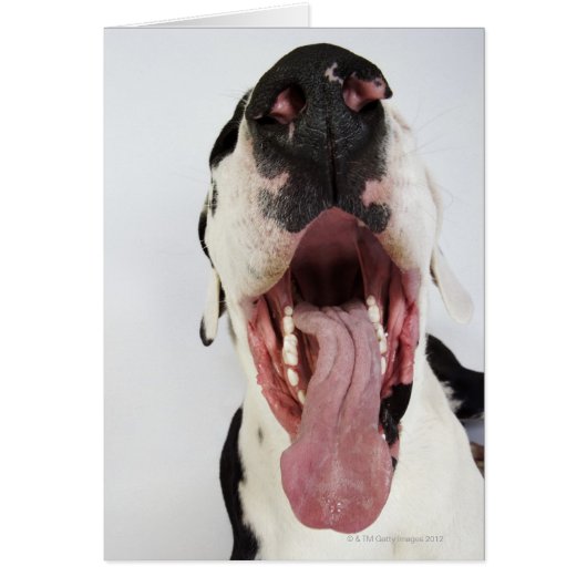 Harlequin Great Dane with open mouth, close-up, Cards (Front)