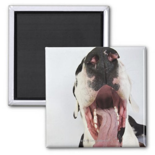 Harlequin Great Dane with open mouth close_up Magnet