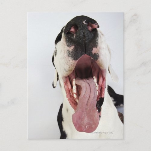 Harlequin Great Dane with open mouth close_up Postcard