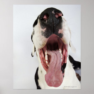 Harlequin Great Dane with open mouth, close-up, Poster