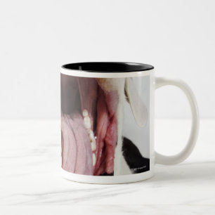 Harlequin Great Dane with open mouth, close-up, Two-Tone Coffee Mug