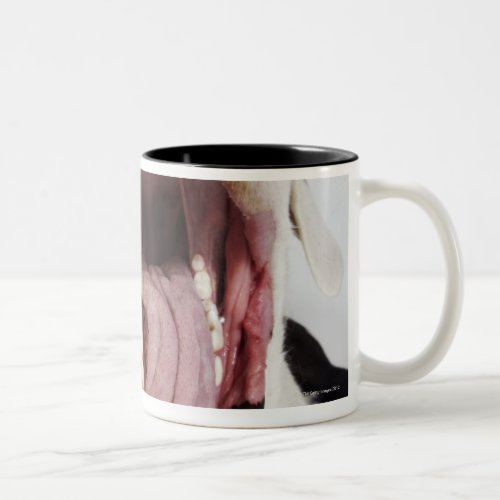 Harlequin Great Dane with open mouth close_up Two_Tone Coffee Mug