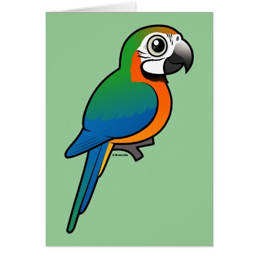 Harlequin Macaw Cards (Front)