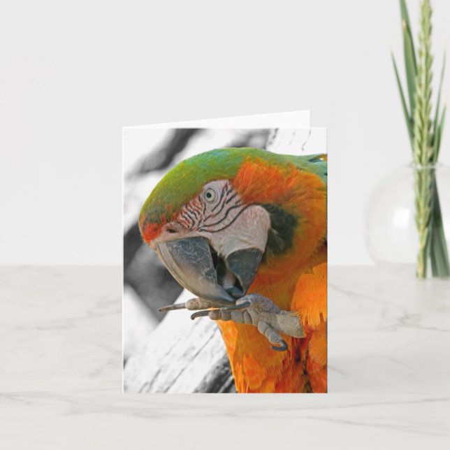 Harlequin Macaw Foot Note Card (Front)
