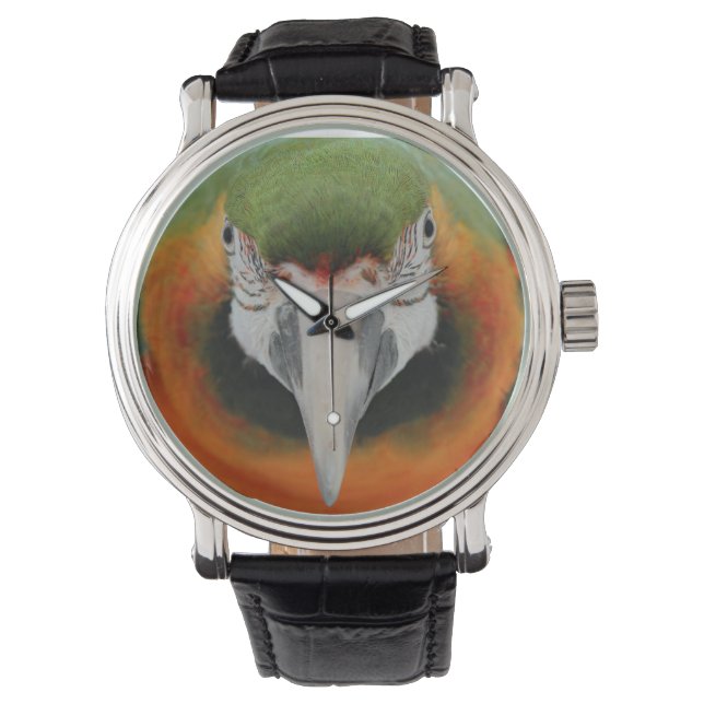 Harlequin macaw watch (Front)