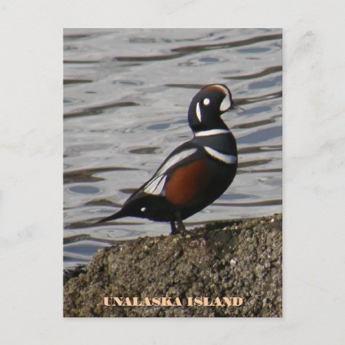 Harlequin Male Duck Unalaska Island Postcard