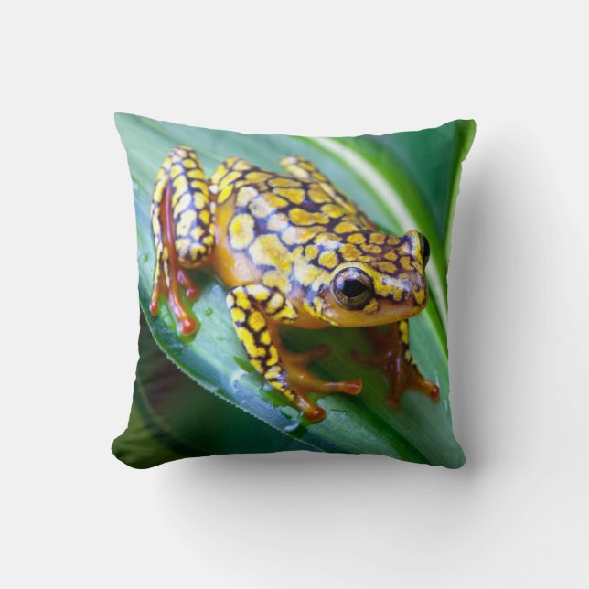 Harlequin Poison Dart Frog Throw Pillow (Front)
