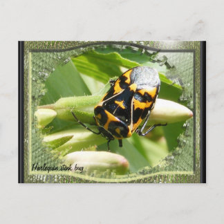 Harlequin stink bug calendar ~ postcard
