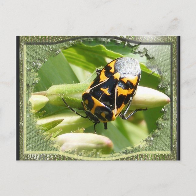 Harlequin stink bug ~ postcard (Front)