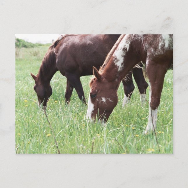 Harley & Sugar Grazing Postcard (Front)