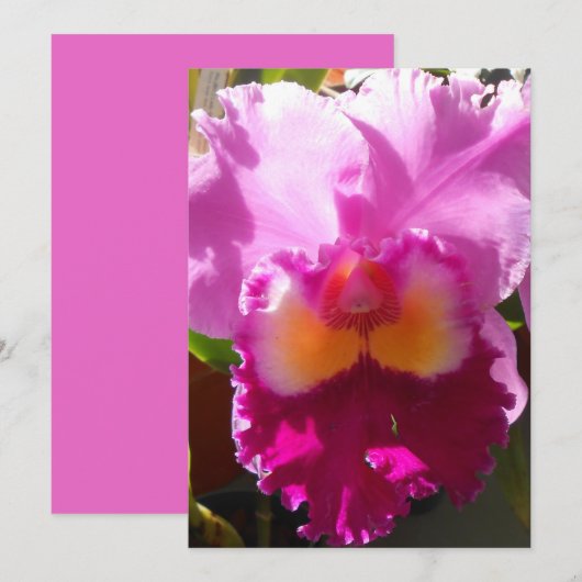 Harlinde (Front/Back)