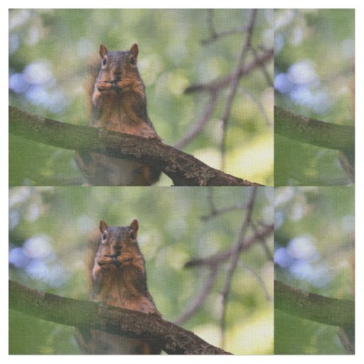 Harmonica squirrel fabric