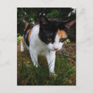 Harmony, my calico cat postcard