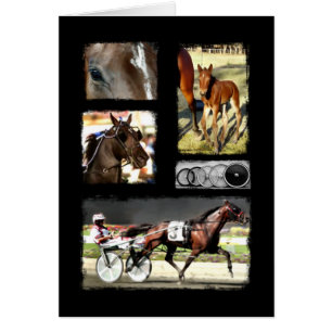 Harness Racing Sport Cards
