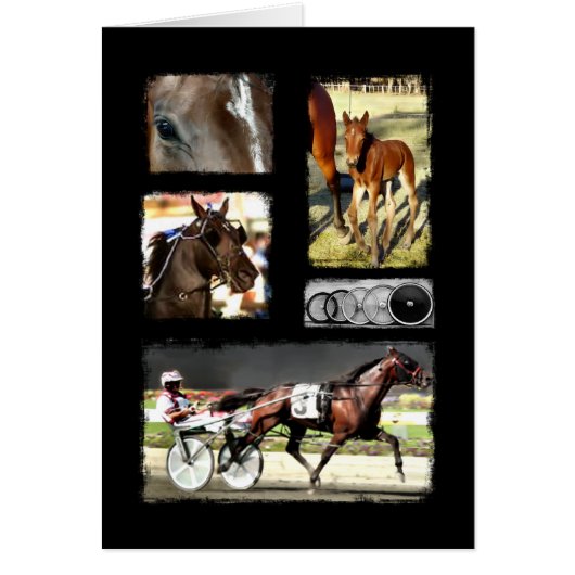 Harness Racing Sport Cards (Front)