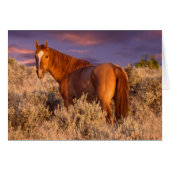 Harney County Wild horse stands alert (Front Horizontal)