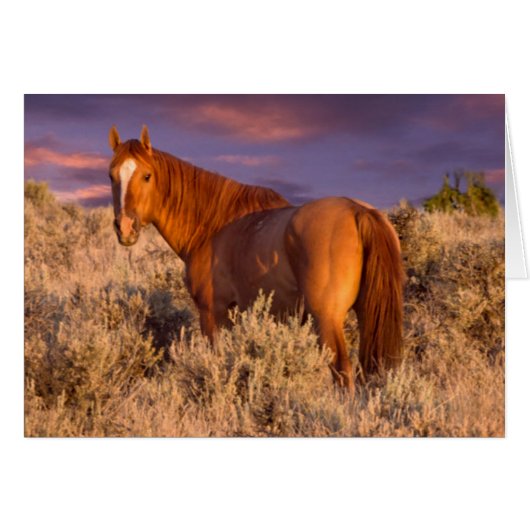 Harney County Wild horse stands alert Cards (Front Horizontal)