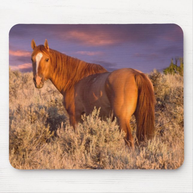 Harney County Wild horse stands alert Mouse Pad (Front)
