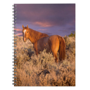Harney County Wild horse stands alert Notebook
