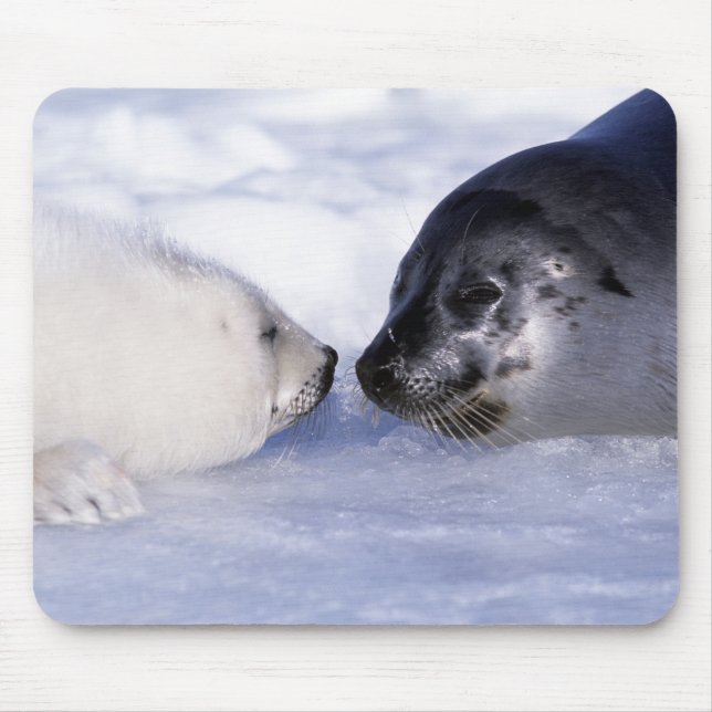 Harp Seal Mother with Pup Mouse Pad (Front)
