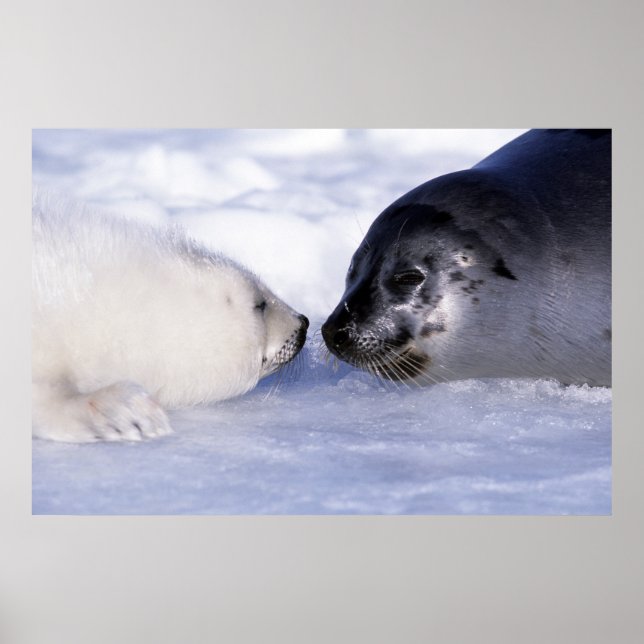 Harp Seal Mother with Pup Poster (Front)