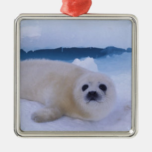 Harp Seal North America, Canada, Quebec Metal Ornament