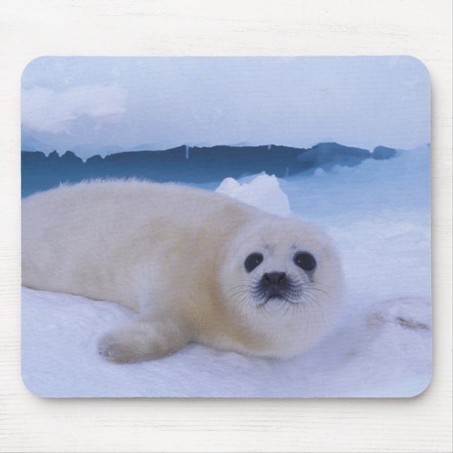 Harp Seal North America, Canada, Quebec Mouse Pad (Front)