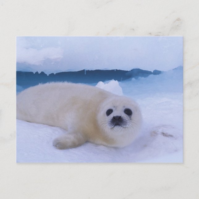 Harp Seal North America, Canada, Quebec Postcard (Front)