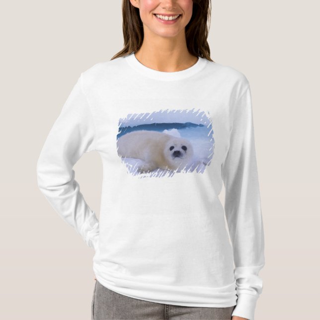 Harp Seal North America, Canada, Quebec T-Shirt (Front)