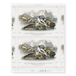 Harp Seal, Pennants Pied Seal, Marbled Seal Temporary Tattoos