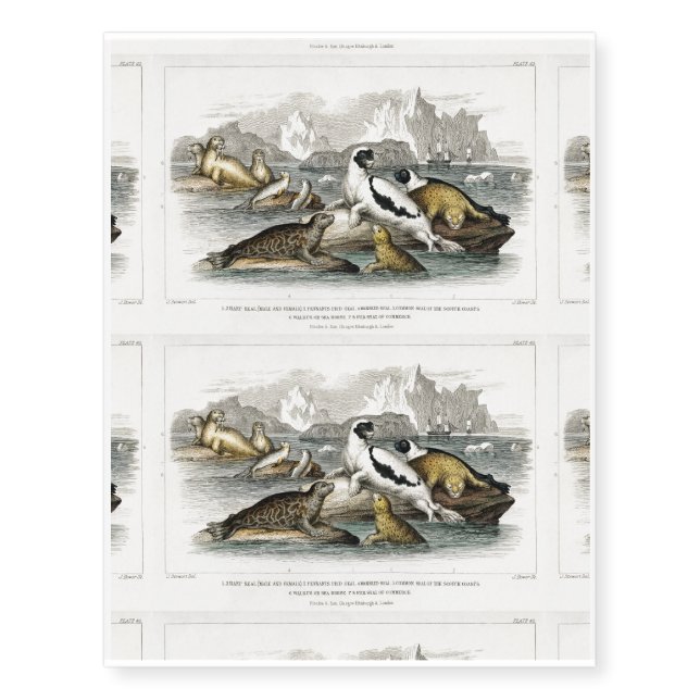 Harp Seal, Pennants Pied Seal, Marbled Seal Temporary Tattoos (Front)