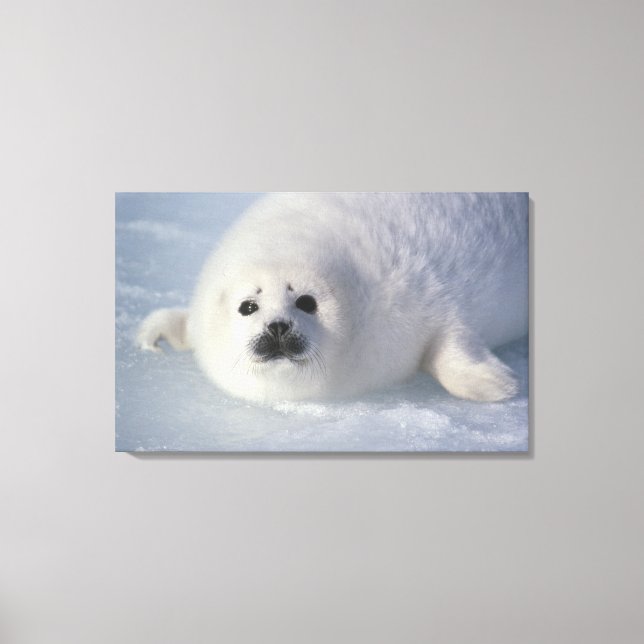 Harp seal Phoca groenlandica) A week-old harp Canvas Print (Front)