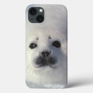 Harp seal Phoca groenlandica) A week-old harp iPhone 13 Case