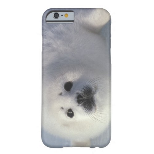 Harp seal Phoca groenlandica A week_old harp Barely There iPhone 6 Case