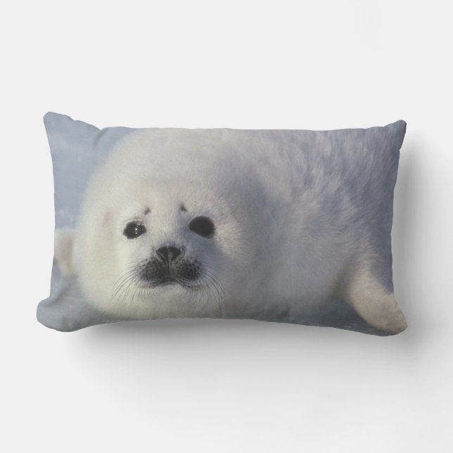Harp seal Phoca groenlandica) A week-old harp Lumbar Pillow (Front)