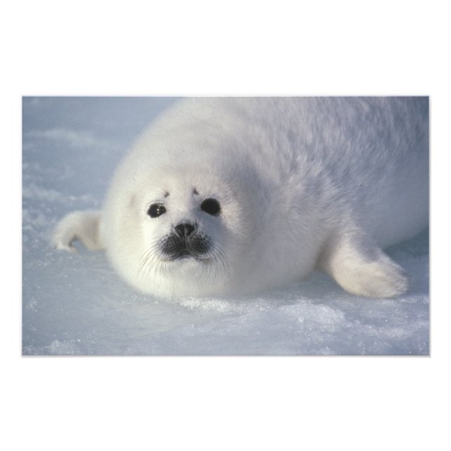 Harp seal Phoca groenlandica) A week-old harp Photo Print (Front)