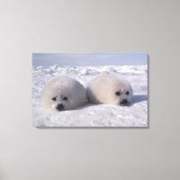 Harp seal (Phoca groenlandica) Harp seal pups