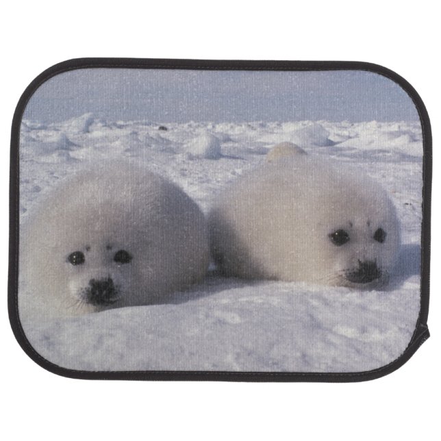 Harp seal (Phoca groenlandica) Harp seal pups Car Mat (Rear)