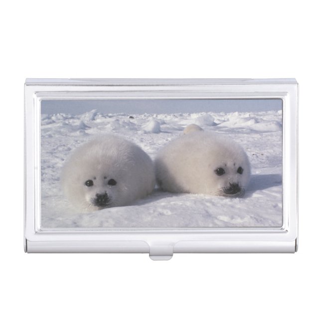 Harp seal (Phoca groenlandica) Harp seal pups Case For Business Cards (Front)