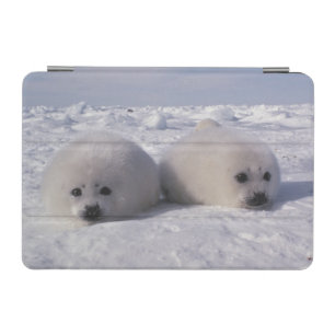 Harp seal (Phoca groenlandica) Harp seal pups iPad Mini Cover